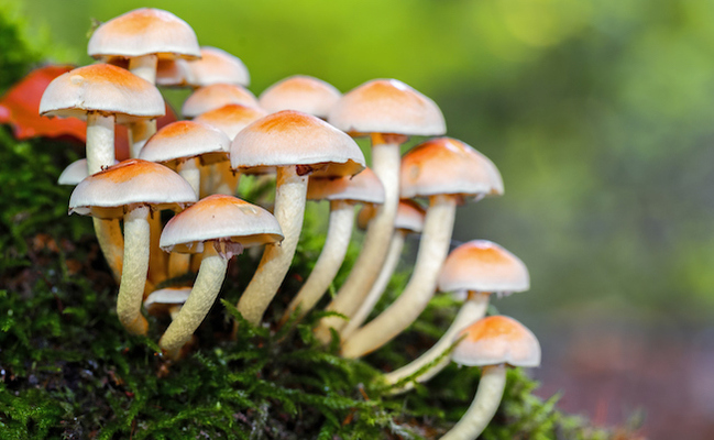 Mushroom Recipe